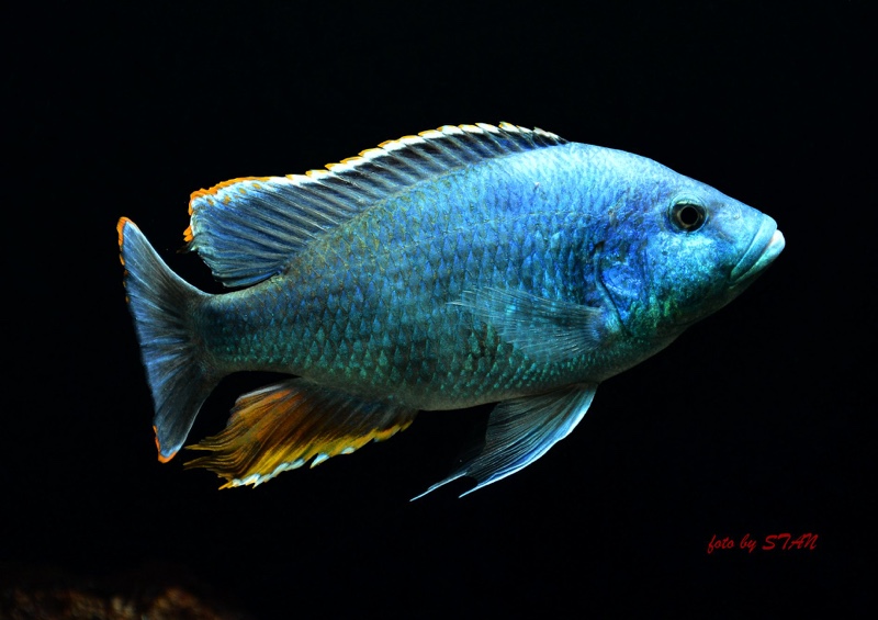 Nimbochromis livingstonii